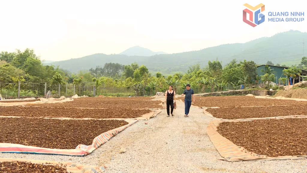Hợp tác xã Quế hồi Chu Phượng (xã Hoành Mô).
