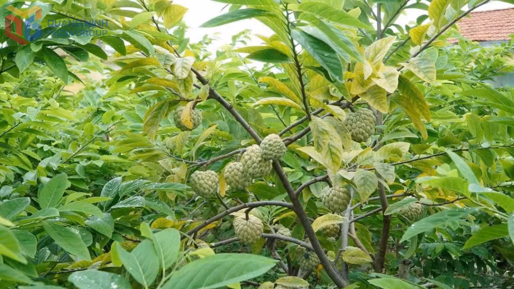 Cây na bở ở khu Đồng Đò, phường Bình Khê được cho là đang để sai quả, có thể tạo sức tải không tốt cho cây.