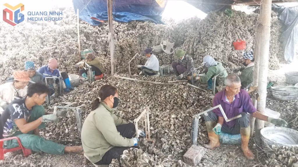 Theo báo cáo của UBND xã Đầm Hà, hiện nay trên địa bàn xã còn khoảng hơn 20 tấn vỏ hàu tồn lưu tại các khu vực xung quanh xưởng sơ chế. (Trong ảnh: Xâu vỏ hàu tại khu vực Xóm Giáo, xã Đầm Hà).