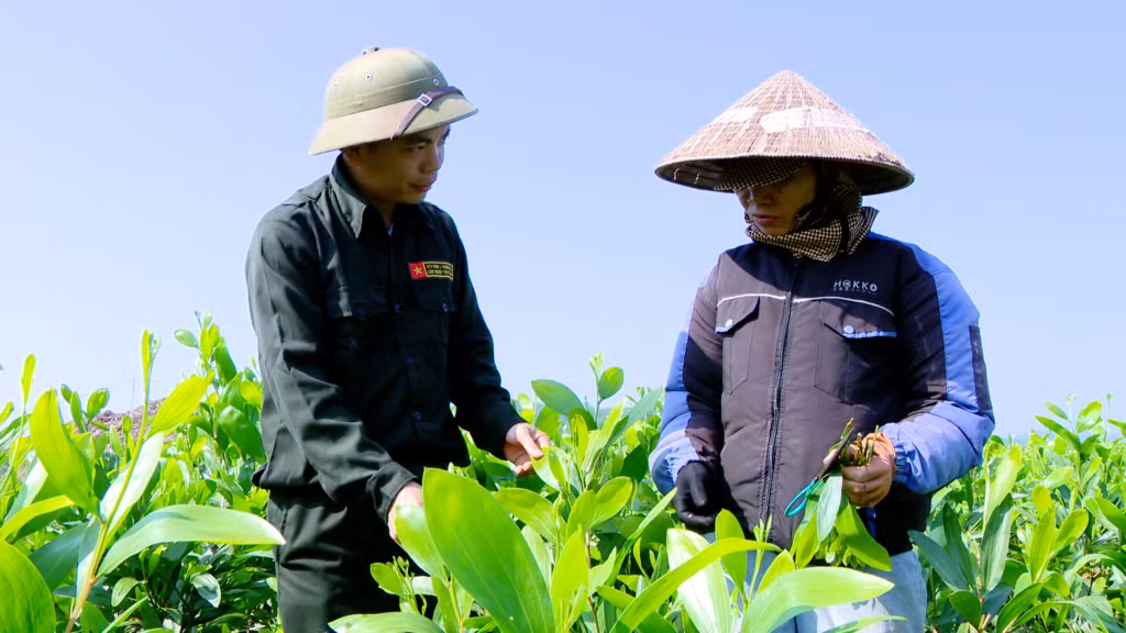 Cán bộ kỹ thuật Công ty TNHH MTV Lâm nghiệp Tiên Yên Quảng Ninh hướng dẫn công nhân cách cắt tạo hom từ cây keo mẹ BV16.