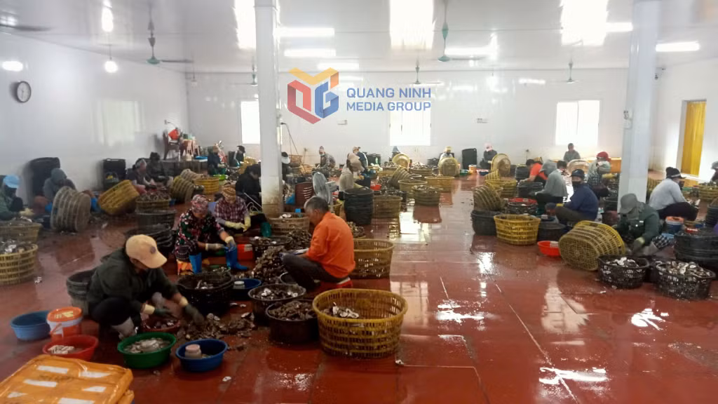 Bóc vỏ hàu tại cơ sở sơ chế hàu thôn Phúc Tiến, xã Đầm Hà.