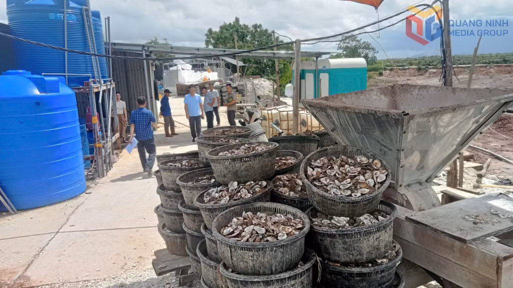Đoàn kiểm tra liên ngành do Sở Nông nghiệp và Môi trường làm trưởng đoàn kiểm tra việc chấp hành pháp luật tại cơ sở sơ chế hàu thôn Xóm Giáo, xã Đầm Hà.