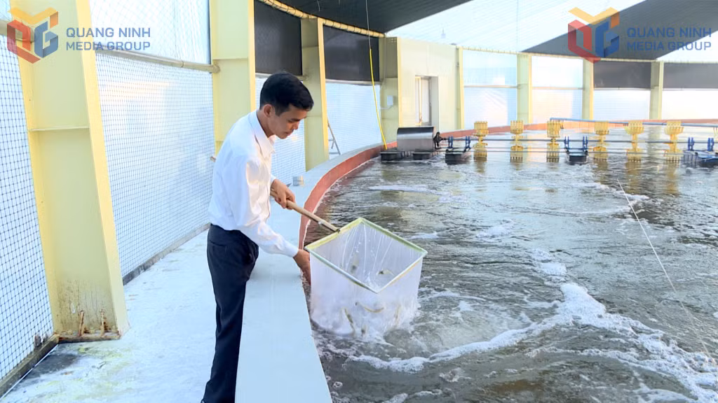 Nuôi tôm công nghệ cao ở Hợp tác xã nuôi tôm công nghệ cao Cẩm Phả. Ảnh Hải Hà