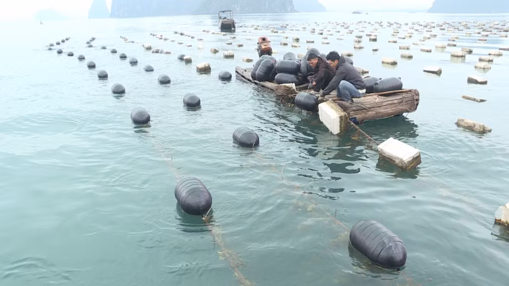  Người dân NTTS tại xã Đông Xá đang tiến hành thay phao xốp bằng phao HDPE. 
