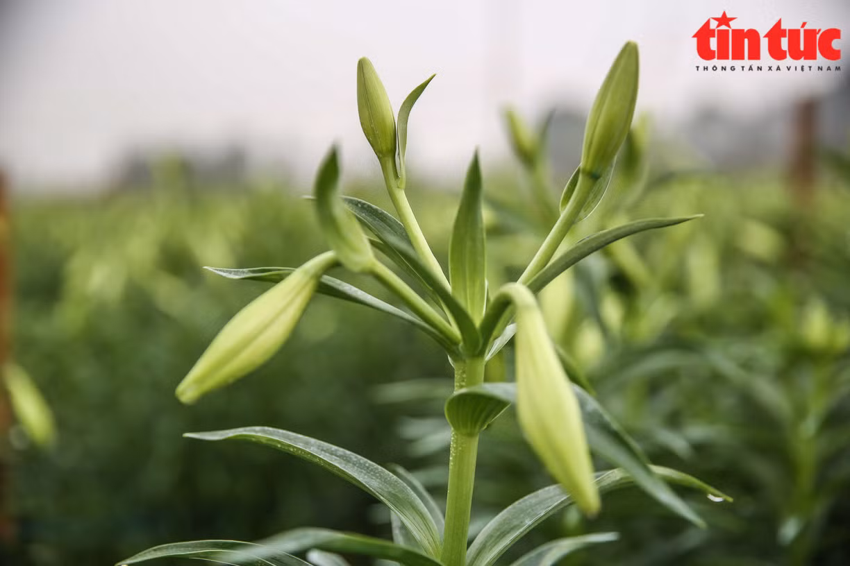 Hiện đang chính vụ hoa kèn ta, ngoài ra còn có một loại hoa kèn khác mà các tiểu thương vẫn hay gọi là "kèn Tàu".