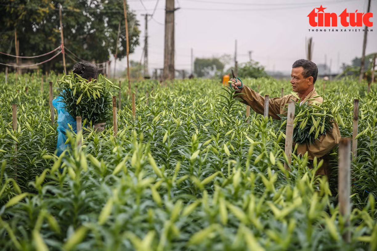 Những năm gần đây, nhiều người tại Tây Tựu đã thuê đất tại Hạ Mỗ (Đan Phượng) để trồng hoa loa kèn.