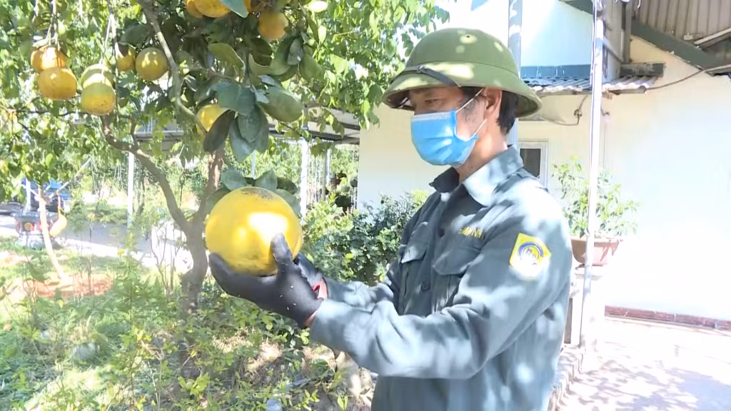 Vườn mẫu của ông Nguyễn Văn Lý, xã Cẩm Hải, TP Cẩm Phả, đã mang lại cho gia đình ông 150 triệu đồng/năm.