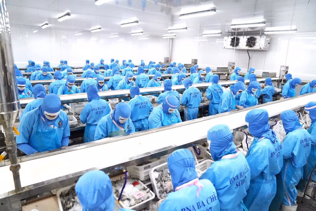 Sơ chế tôm tại Công ty CP Thủy sản BNA Ba Chẽ (huyện Ba Chẽ).