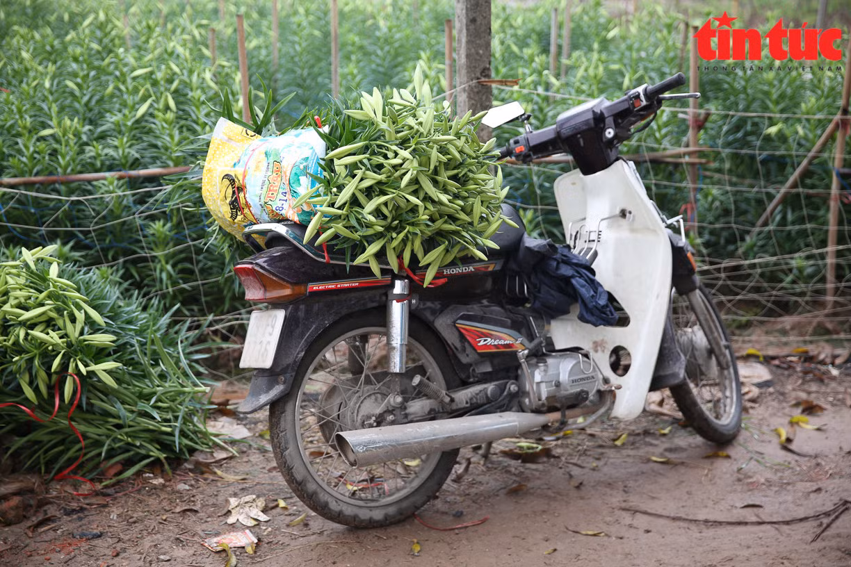Loa kèn sau khi thu hoạch được người dân và các lái buôn chuyển về các chợ trung tâm ở Hà Nội.