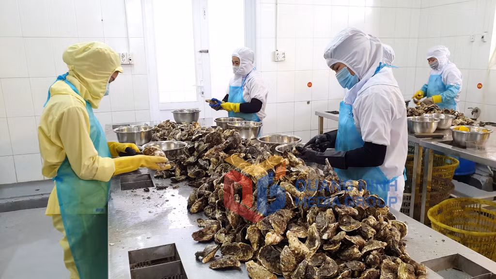 Sơ chế hàu làm ruốc hàu tại Công ty TNHH Sản xuất và thương mại thủy sản Quảng Ninh (4-2022). Ảnh: Khánh Nam