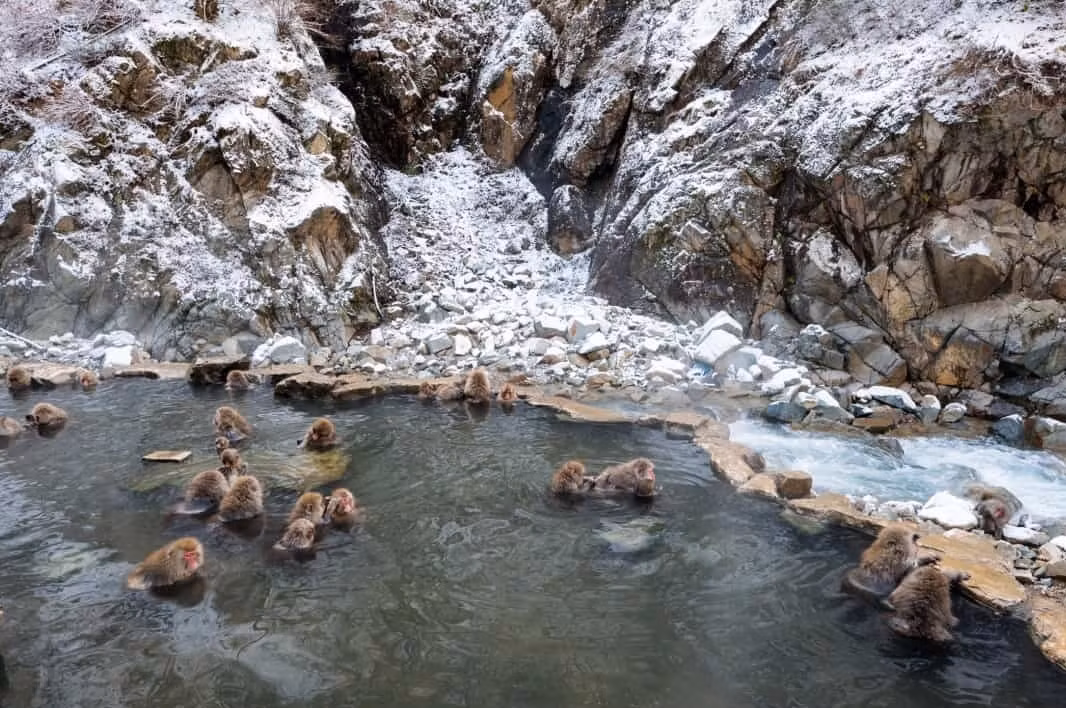 Jigokudani (Nhật Bản) - Tại Công viên Khỉ Jigokudani ở thành phố Yamanouchi, người ta có thể bắt gặp những con khỉ tuyết đang tắm trong suối nước nóng. Công viên thu hút không chỉ khách du lịch mà còn thu hút các nhà khoa học, họ đến đó để nghiên cứu hành vi của khỉ tuyết trong môi trường sống tự nhiên của chúng.