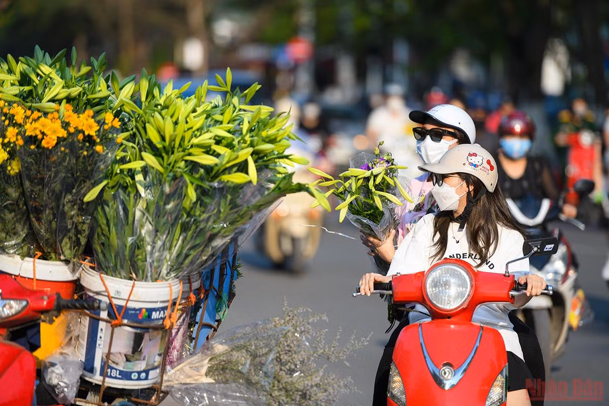 Trên tuyến đường như Thụy Khuê, Phan Đình Phùng, Láng Hạ, Thanh Niên,… khó ai có thể kìm lòng trước vẻ đẹp tinh khôi, mùi hương dịu nhẹ của loa kèn. Người vội vàng đến mấy cũng sẵn lòng dừng chân ghé lại những gánh hoa ven đường để chọn mua vài cành loa kèn đầu mùa thật đẹp. (Ảnh: THÀNH ĐẠT)