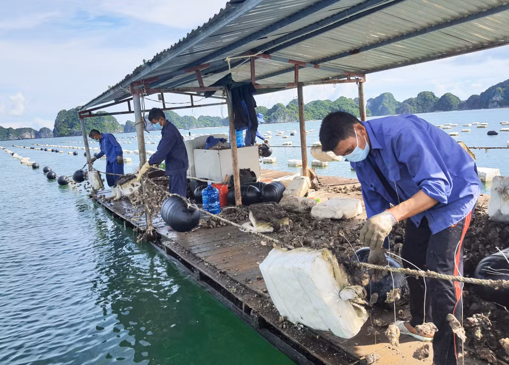 Từ cuối năm 2020, một số hộ NTTS tiên phong đã chuyển đổi phao xốp sang phao nổi HDPE, trong đó có Tập đoàn BIM.