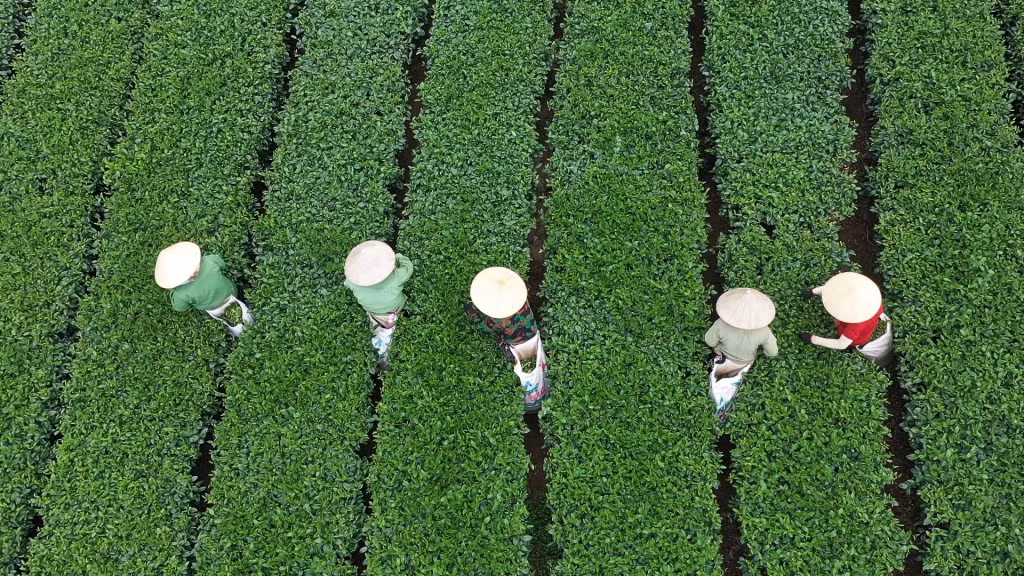 Đồi chè xã Quảng Long là nơi diễn ra Ngày hội ẩm thực trà.