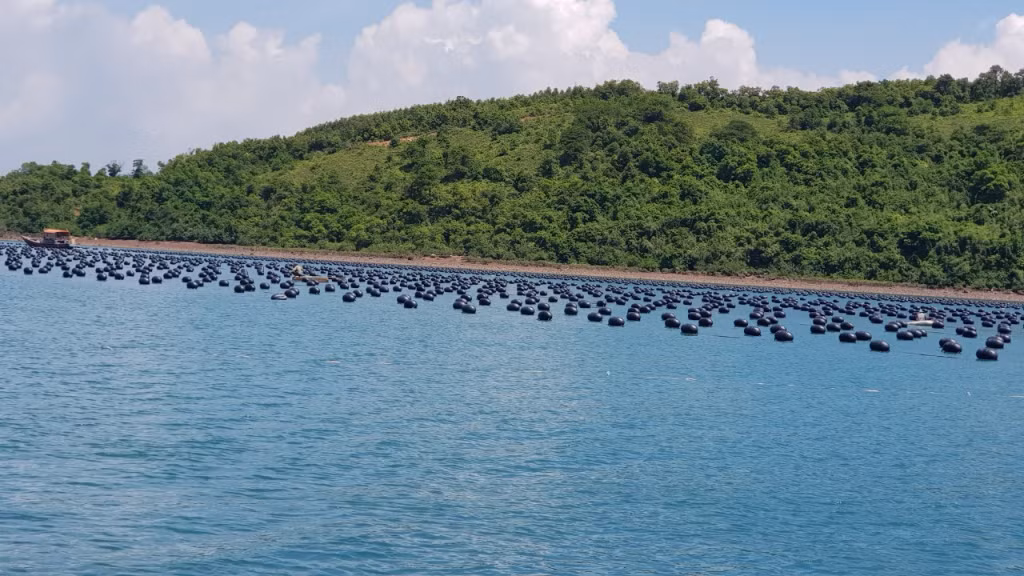 Diện tích nuôi trồng thủy sản của gia đình anh Nguyễn Thanh Quang tại Hòn Tổng Mười (phường Cẩm Thủy, TP Cẩm Phả) sử dụng phao nhựa HDPE.