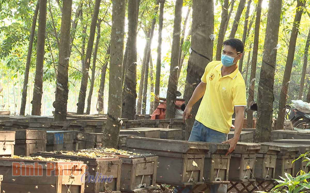 Anh Phạm Đình Sinh kiểm tra các thùng ong trong vườn cao su ở xã Tân Lập, huyện Đồng Phú.