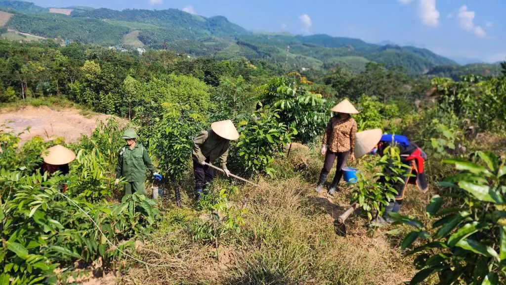 Mô hình trồng lim, giổi xen kẽ cây quế của gia đình anh Nịnh Văn Năm (xã Thanh Sơn, huyện Ba Chẽ).