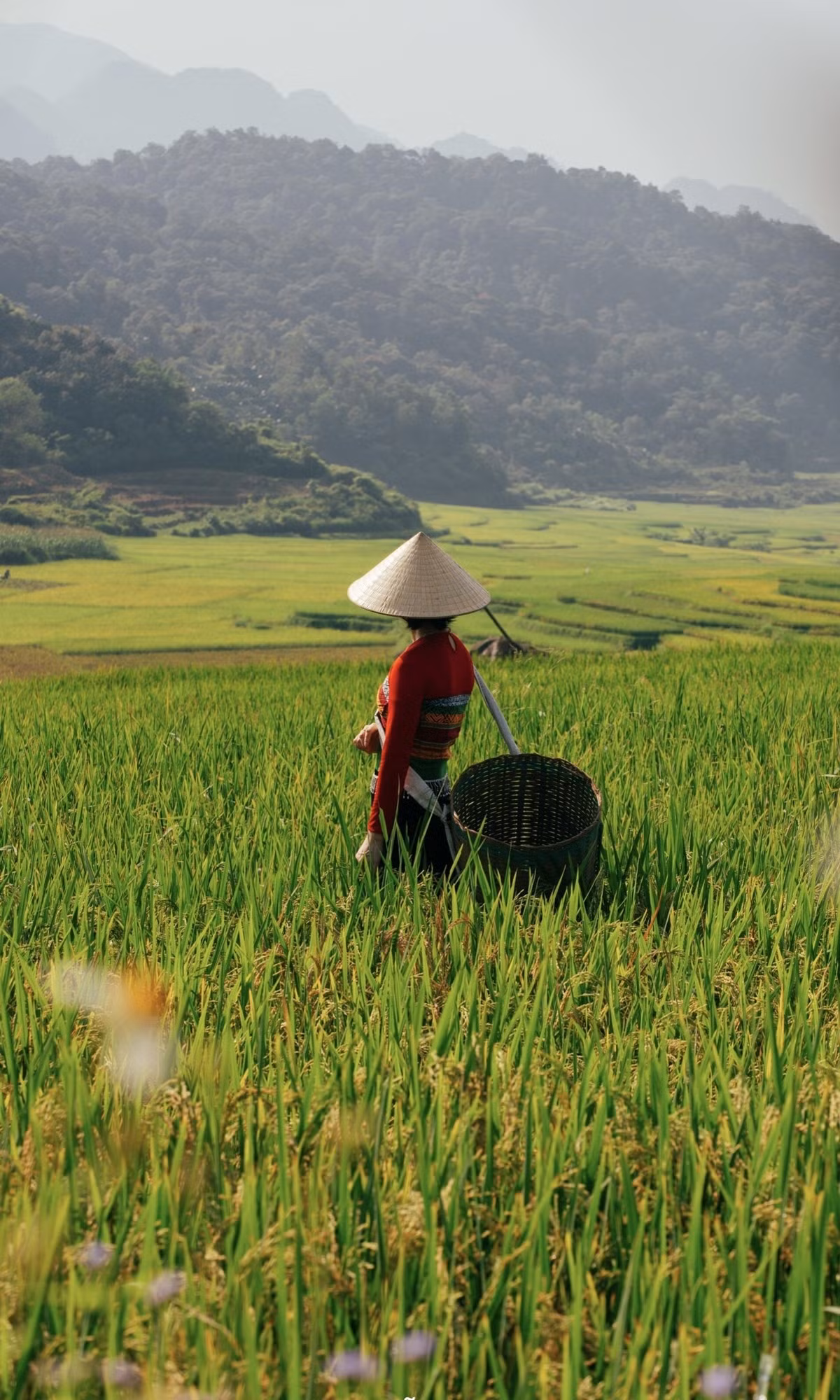 Pù Luông vào mùa lúa chín ảnh 7