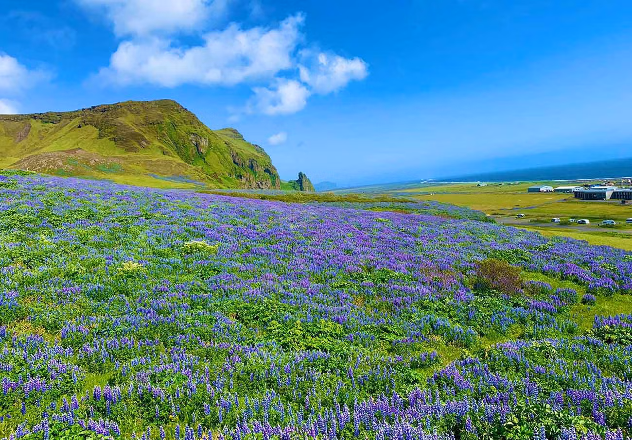 Hè sang, Iceland như khoác lên mình lớp áo rực rỡ bởi sắc hoa lupin. Loài hoa này thuộc họ đậu, có thể mọc cao đến 1,5m. Ảnh: Kevin Phan