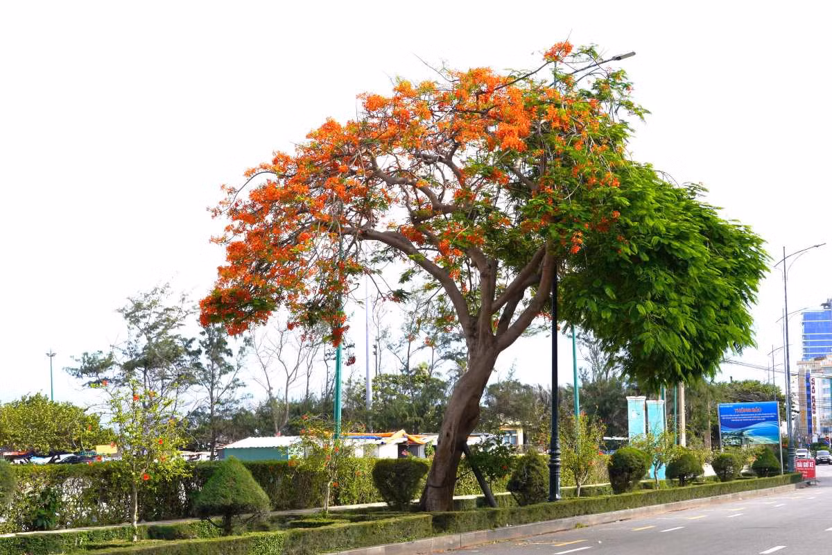 Từng trở thành hiện tượng được cả nước biết đến, song mùa hè 2024, cây phượng “hai lòng” (nửa đỏ nửa xanh) tại khu vực Bãi Sau dù vẫn rực rỡ nhưng không còn được quan tâm, mà nhiều người chủ yếu tập trung ở núi Nhỏ để check-in. Ảnh: Thành An