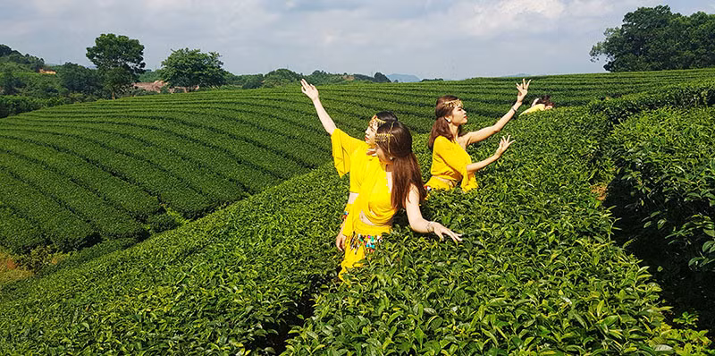 Du khách thích thú với đồi chè Quảng Long, huyện Hải Hà. Ảnh: CTV