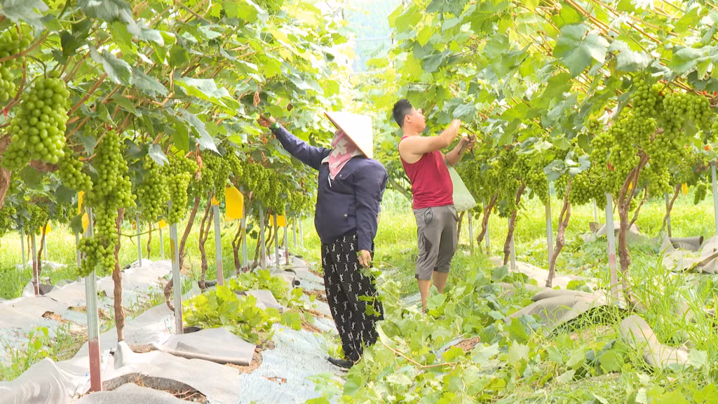 Dự kiến năm nay hộ ông Ngô Đức Trí sẽ thu được 10 tấn nho sữa Hàn Quốc
