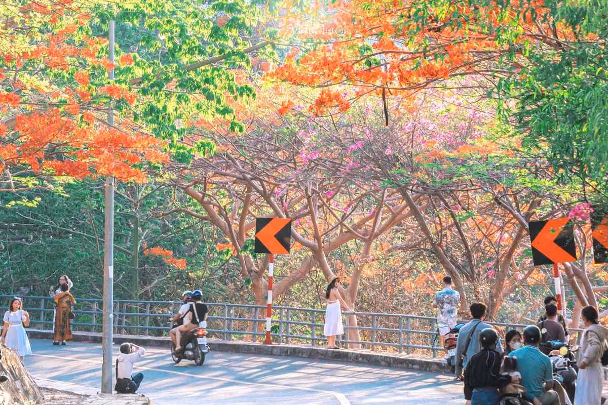 Những ngày cuối tuần, càng có đông người tìm đến các con đường dẫn lên đỉnh núi, tìm góc đẹp để có những bức ảnh đẹp cùng hoa phượng trong mùa hè. Ảnh: Thành An