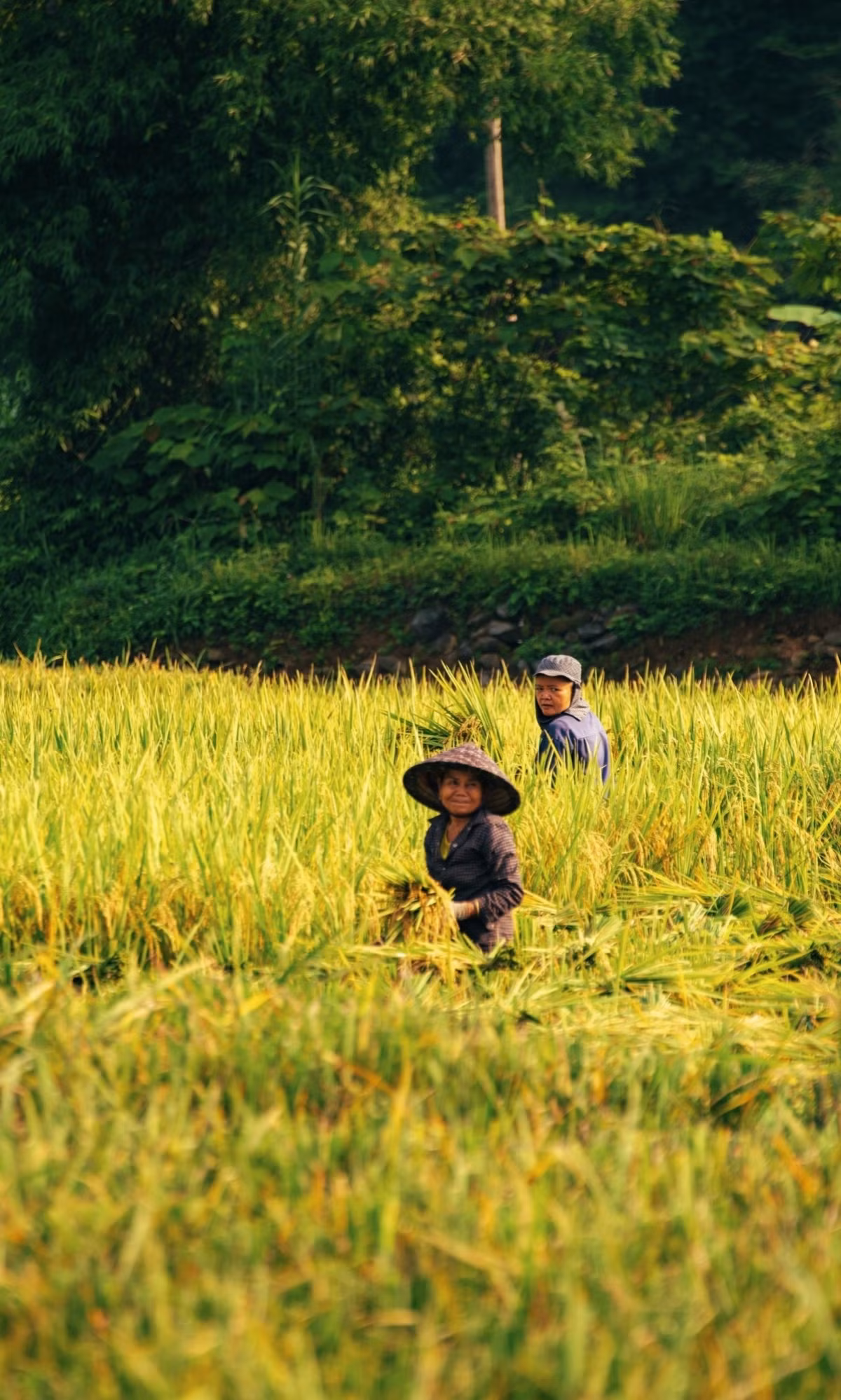 Pù Luông vào mùa lúa chín ảnh 6