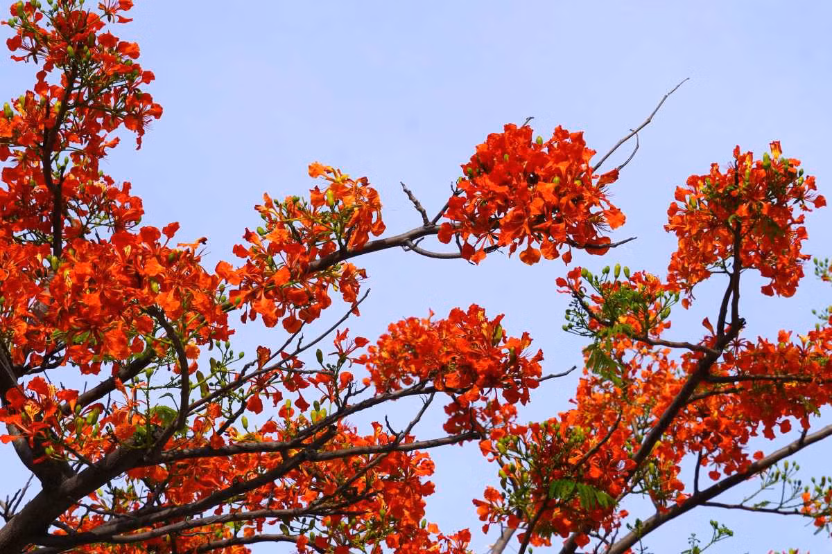 Màu hoa thắm sắc. Ảnh: Thành An