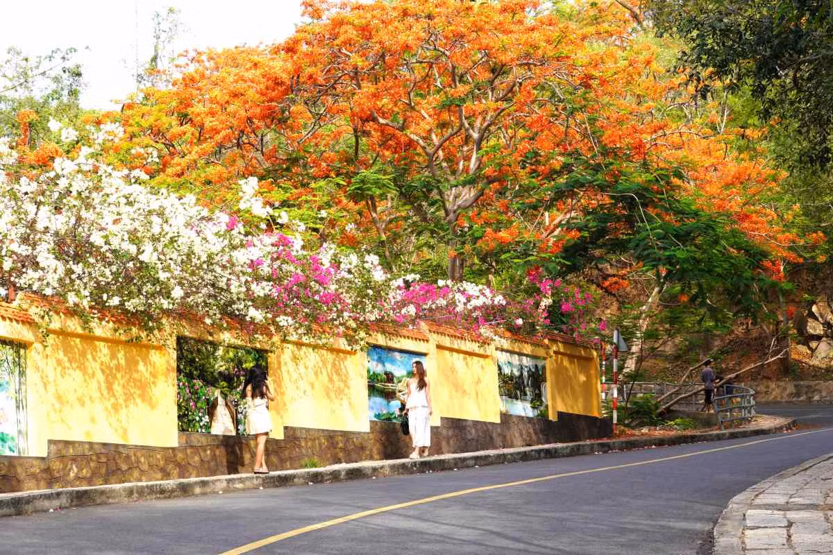 Hoa nở đẹp, nhiều bạn trẻ tranh thủ check-in trên những con đường dẫn lên đỉnh núi như Hải Đăng, Vi Ba... Ảnh: Thành An.