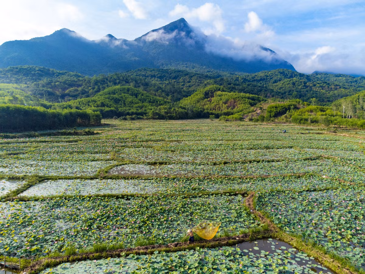 Mùa sen nở rộ ở Trà Lý ảnh 1