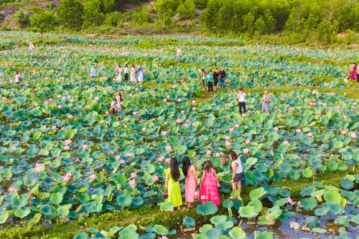 Mùa sen nở rộ ở Trà Lý ảnh 10