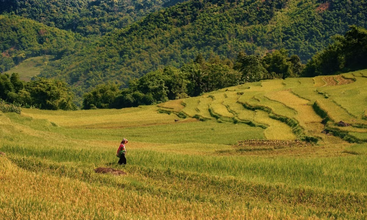 Pù Luông vào mùa lúa chín ảnh 4