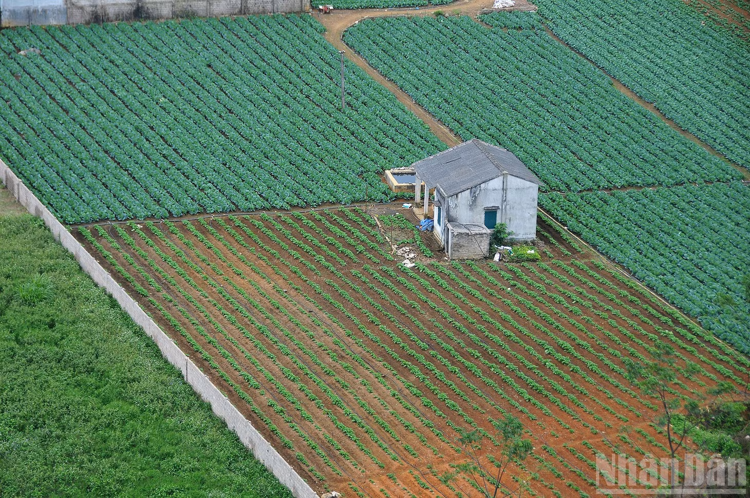 Ngoài ra, các nông trại du lịch như Lỏi Tươi Farm, Mu Náu Farm cũng mang đến một sắc thái xanh khác biệt với những cánh đồng hoa cải, hoa tam giác mạch theo mùa, tạo nên những khung cảnh đẹp như tranh vẽ, thu hút du khách đến khám phá.