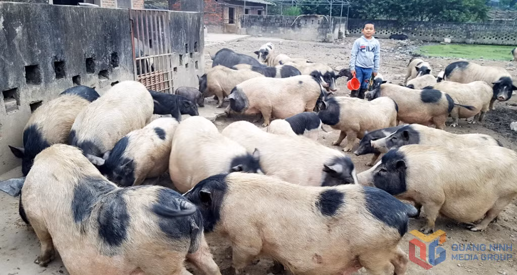 Đàn lợn hương của Công ty CP khai thác khoáng sản Thiên Thuận Tường được nuôi theo phương pháp bán hoang dã.