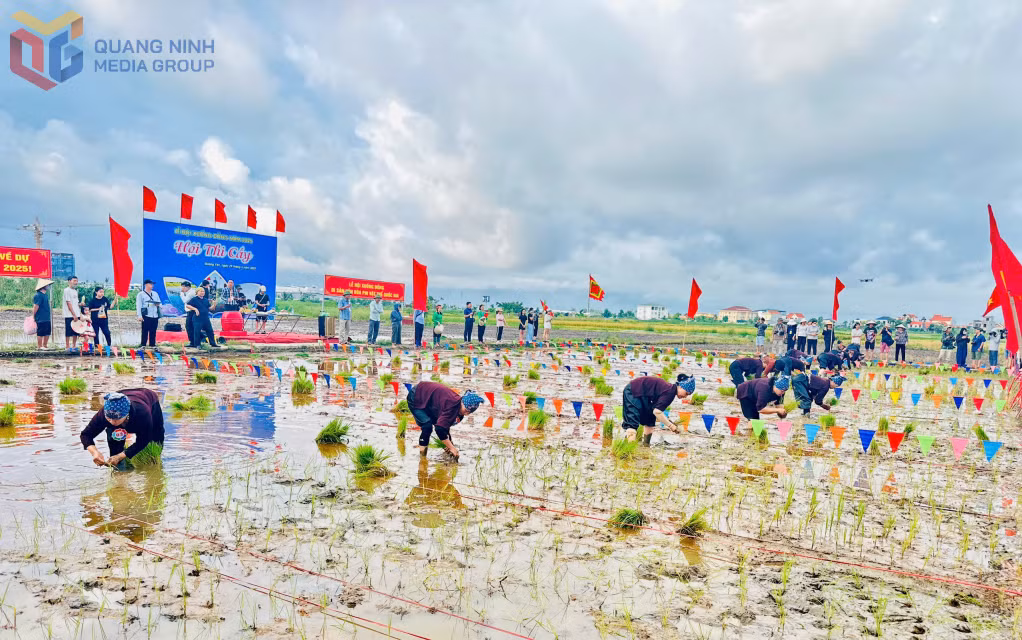 Hội thi cấy tổ chức tại khu vực ruộng trước cửa đình Cốc, có sự tham gia của đại diện các phường.