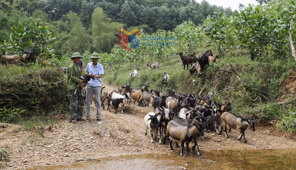 Tỉnh sẽ tiếp tục đẩy mạnh triển khai các mô hình hỗ trợ sản xuất cho người dân vùng đồng bào DTTS và miền núi.