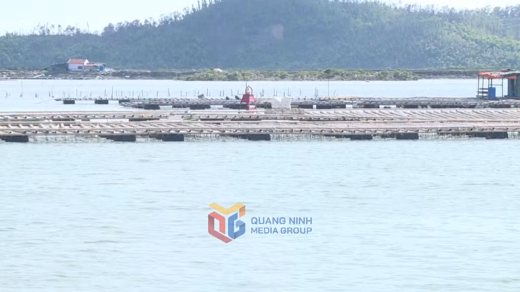 Nhiều lồng bè nuôi trồng thủy hải sản còn bị thả trôi vào giữa lòng luồng.
