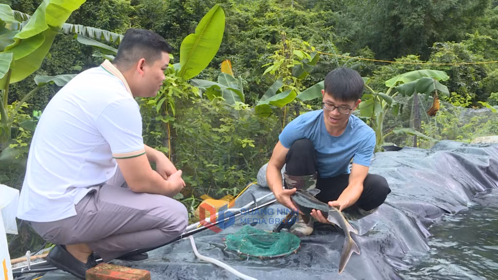 Cá tầm thương phẩm của Hợp tác xã Cá Tầm bản Sẹc Lống Mìn đã đạt kích cỡ 1,5kg/con.