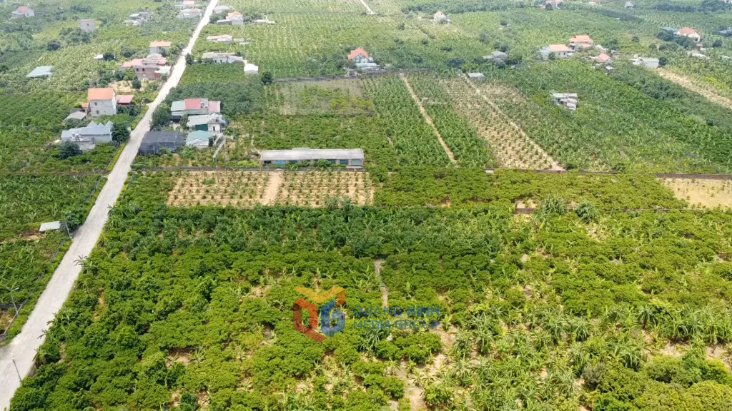 Phát triển kinh tế nông nghiệp theo hướng chất lượng cao, nông nghiệp sạch được phường An Sinh tập trung khai thác.