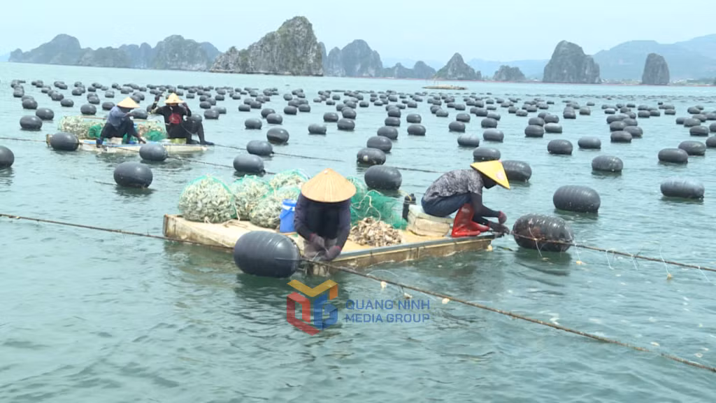 Cảng cá Cái Rồng đón tàu cá vào bốc dỡ hàng hóa đánh bắt.