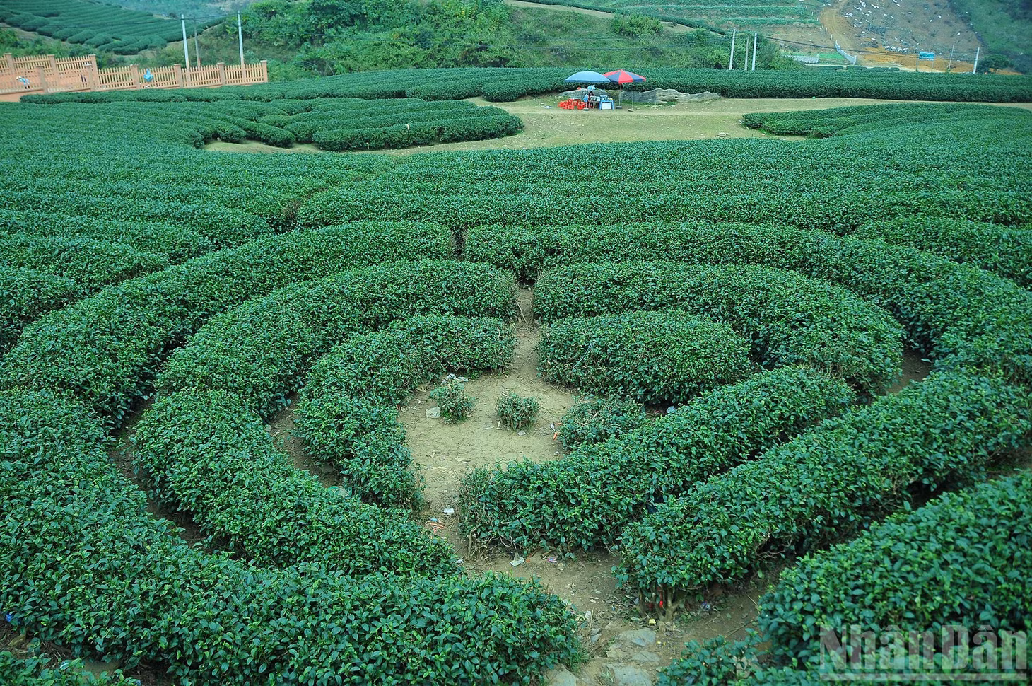 Đồi chè trái tim ở Mộc Châu là một điểm đến lãng mạn cho các cặp đôi và những ai muốn ghi lại khoảnh khắc đáng nhớ. Ngoài ra, đồi chè Long Đỉnh, đồi chè Tân Lập cũng là những điểm đến đẹp. Du khách có thể tham gia vào hoạt động hái chè, tìm hiểu quy trình sản xuất chè và thưởng thức những chén trà nóng hổi, đậm đà hương vị núi rừng.