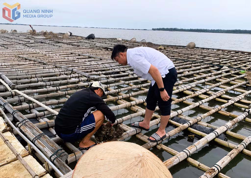 Chủ tịch UBND phường Móng Cái 1 Đỗ Văn Tuấn thăm, động viên nông dân, kiểm tra việc thu hoạch thủy sản khu vực cửa sông Bắc Luân.