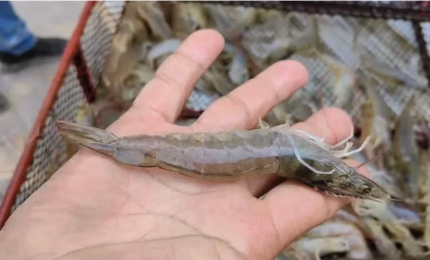 Giống tôm thẻ được nuôi tại Tân Cương.