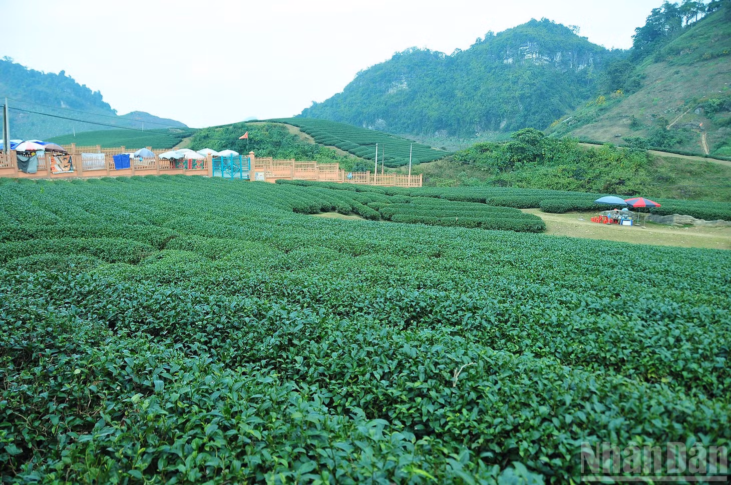 Với diện tích hơn 2.100ha, Mộc Châu là vựa chè lớn bậc nhất miền bắc, cho ra đời những sản phẩm chè nổi tiếng như chè Shan tuyết, chè Ô Long. Những đồi chè này không chỉ là nguồn sinh kế quan trọng của người dân địa phương mà còn là những kiệt tác thiên nhiên, thu hút hàng triệu du khách mỗi năm.