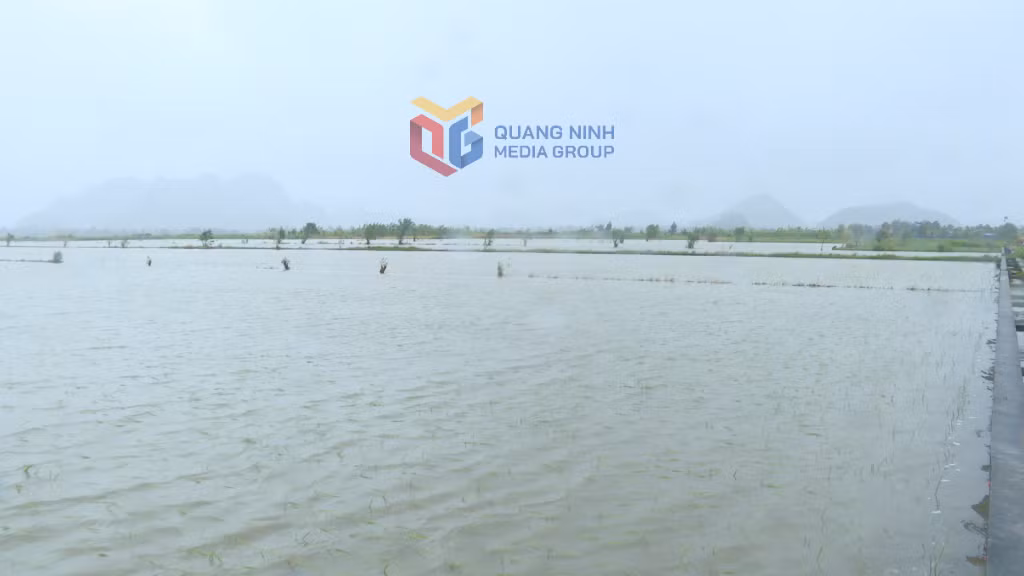 Hàng chục Héc ta lúa mới xuống giống của người dân tại thôn Hoàng Đông, Phường Hoàng Quế bị ngập úng có nguy cơ mất trắng