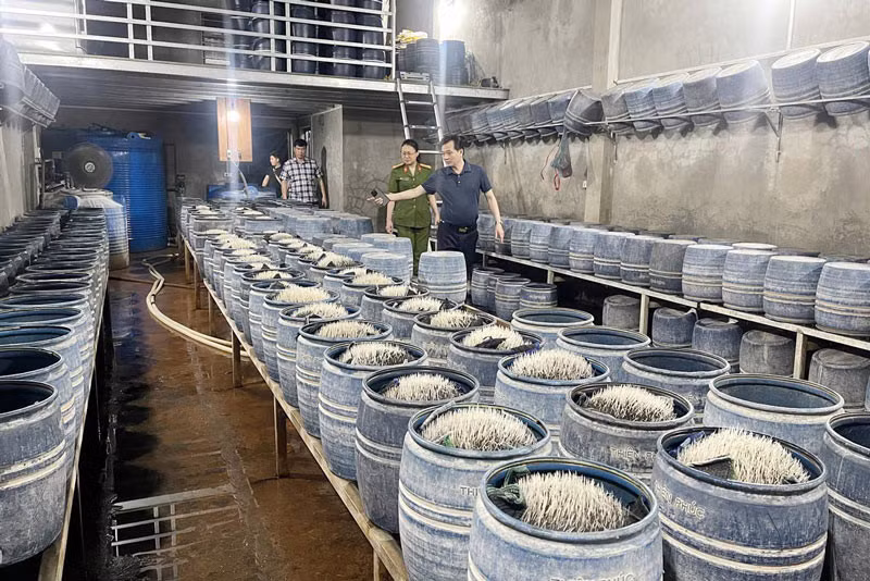 Truy tố cặp vợ chồng dùng hóa chất độc hại sản xuất hàng trăm tấn giá đỗ ảnh 3