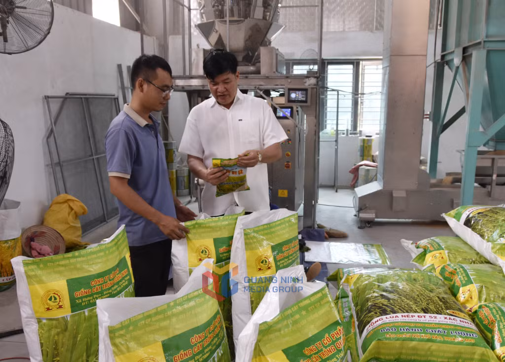 Lãnh đạo Công ty CP Giống cây trồng Quảng Ninh (bên phải) hướng dẫn công nhân kỹ thuật đóng gói sản phẩm.