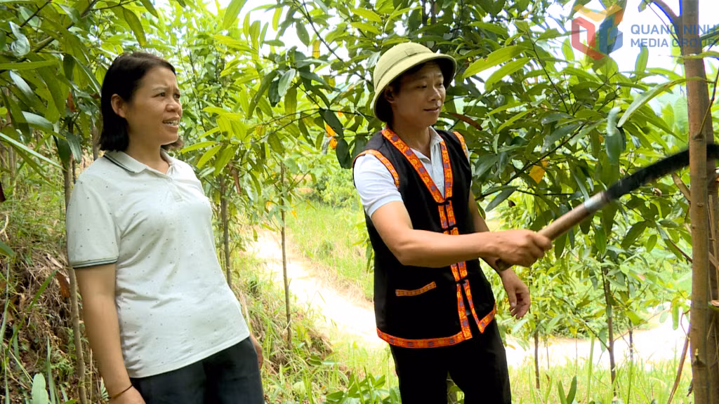 Nhờ chính sách hỗ trợ sinh kế, anh Triệu A Nhì (thôn Khe Mười, xã Ba Chẽ) phát triển mô hình trồng quế mang lại thu nhập ổn định.