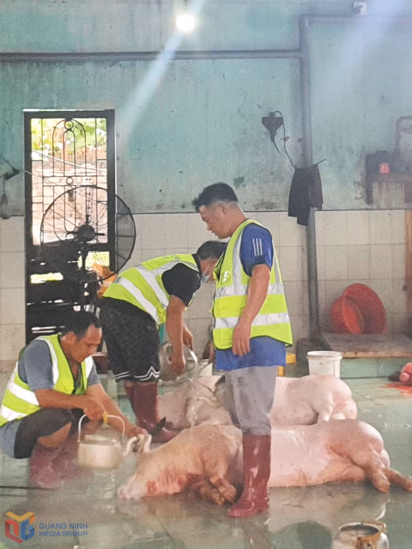 Hoạt động giết mổ lợn tại cơ sở giết mổ GSGC tập trung Thái Hoà (phường Quang Hanh).